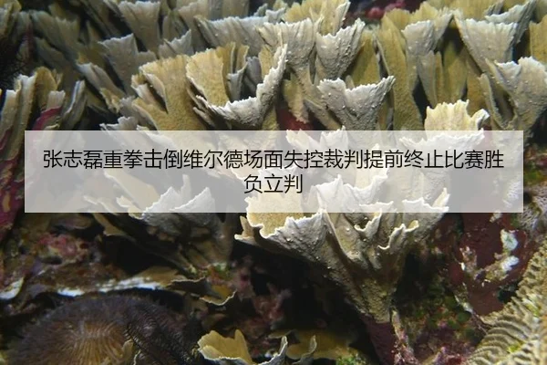张志磊重拳击倒维尔德场面失控裁判提前终止比赛胜负立判